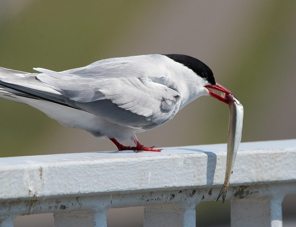 Pingouin