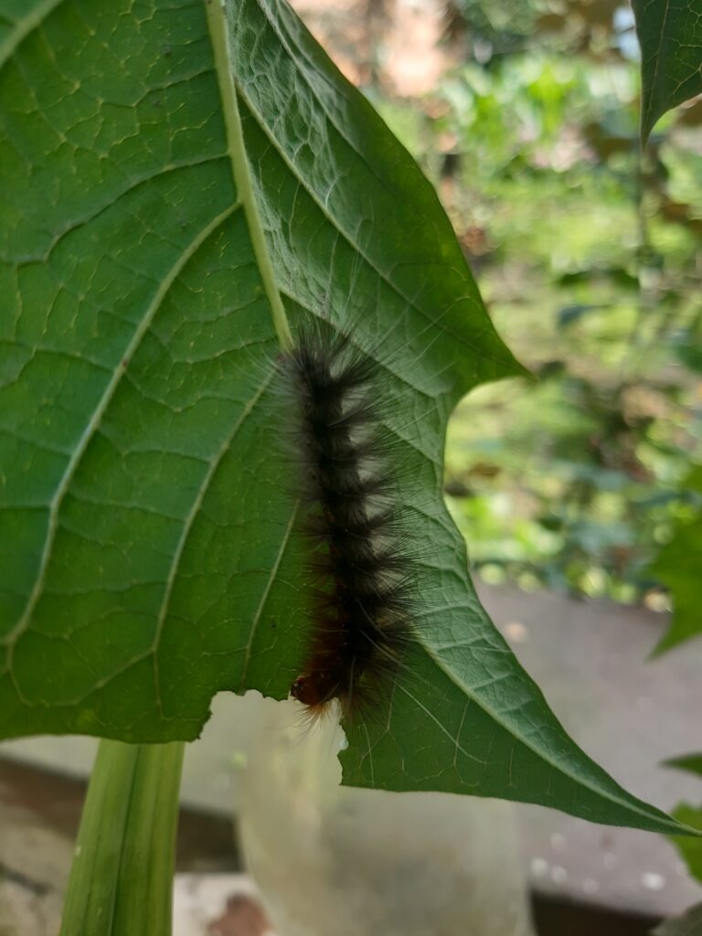 Mésange noire
