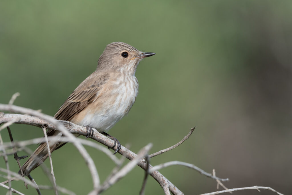 Mésange noire