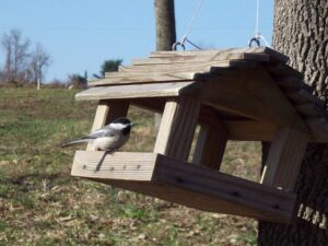 Mésange noire à la mangeoire