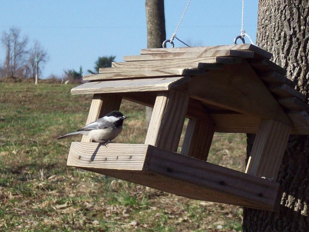 Mésange noire
