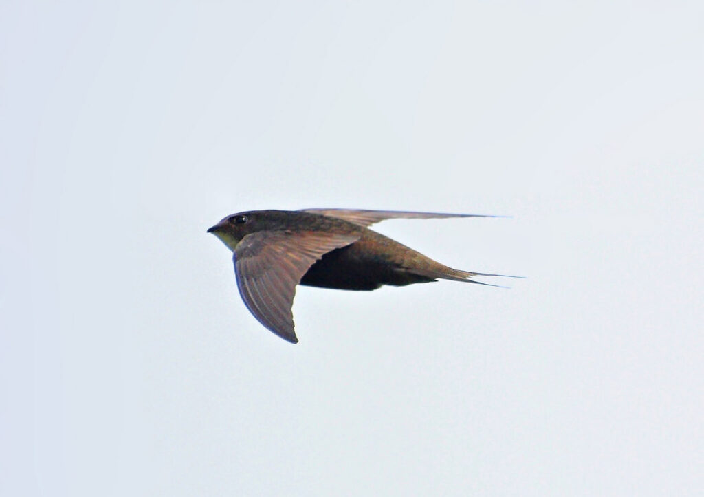 Mésange noire