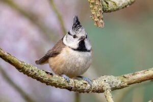 Mésange noire à la mangeoire